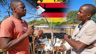 From Uk to Being One of the Best Boer Goat Breeders in Zimbabwe [upl. by Htrahddis]