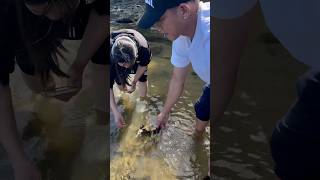 Crabbing and Mussels picking  Lakes Entrance [upl. by Orazal]