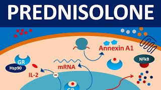 Prednisolone  Mechanism side effects precautions amp uses [upl. by Ahcsim]