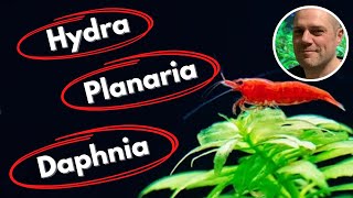 Common Shrimp Tank Pests and How to Deal With Them  PLANARIA HYDRA DETRITUS WORMS AND MORE [upl. by Elsey60]