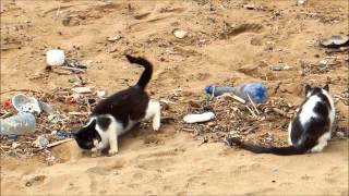 Cats on a Moroccan Beach [upl. by Cicely821]