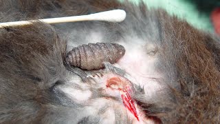 Removing A Huge Botfly Maggot From Poor Dog Part 13 [upl. by Atirahc59]