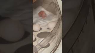 Lovebird chick hatch in artifical incubator Rcom pro 10 plus px10 p [upl. by Critta]