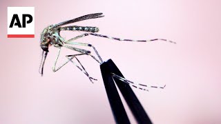 Health experts express concern about the spread of eastern equine encephalitis EEE [upl. by Elena]