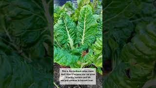 🥬 Swiss Chard is a fastgrowing green thats very adaptable both heat and cold tolerant chard [upl. by Ezmeralda]