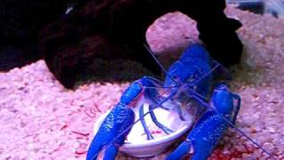 Cherax albidus Blue Pearl [upl. by Enneirda]