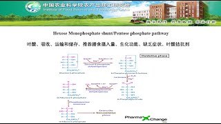 Pentose Phosphate Pathway Shunt [upl. by Sully332]