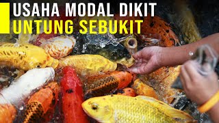 Budidaya Ikan Koi Modal Dikit Untung Sebukit [upl. by Bren428]