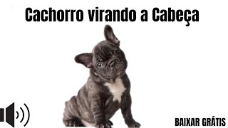 Som para cachorro virar a cabeça  barulho para cachorro ficar curioso e virar a cabeça [upl. by Atiuqin322]