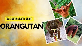 Orangutan  Fascinating Facts About Orangutans [upl. by Aramenta598]