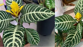 Dania Plants  Aphelandra Squarrosa Dania  The Zebra Plant  ダニア  Be ben [upl. by Siari664]