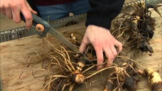 Dividing and Potting Stored Cannas [upl. by Kcirej]