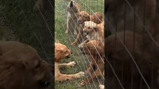 All bark no bite🙄🤣 sisters fyp dog funny fighting [upl. by Lerim]