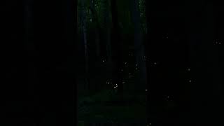 Sparkling Light of Synchronous Fireflies in the Great Smoky Mountains fastmotion amp realtime video [upl. by Arabella]