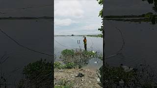 Amazing video throw netting fishing in the lakenaturenetfishingtraditionaltechnique [upl. by Eelek954]