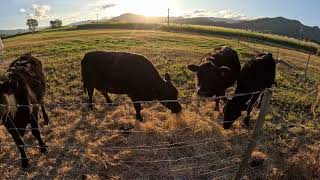 Feeding Our Mini Cows Hay at Sunset  Short n Sweet [upl. by Ermengarde]