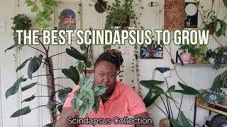 Scindapsus Collection [upl. by Ilojne]