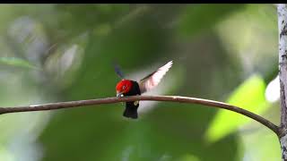 Red capped Manakin Moonwalk Dance Costa Rica [upl. by Eillil]