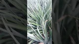 Pineapple 🍍 estate agriculture nature farming beautiful natural village kanyakumari youtube [upl. by Ylle]