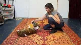 Teach Your Dog to Roll Over  Dog Training [upl. by Heins595]