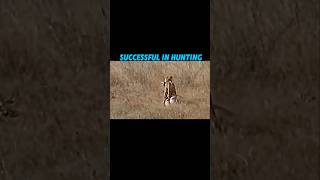 Cheetah successfully hunts Gazelle trending cheetah wildlife [upl. by Mighell]