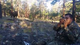 Bull elk at 5 yards [upl. by Bel]