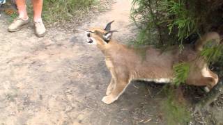 Caracal Hissing [upl. by Trilly920]