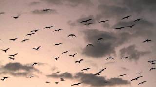 Glossy Ibis Fly In  Plegadis falcinellus [upl. by Nnylrefinnej763]