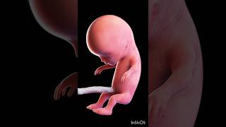 Human fetus 3d Animation biology 3dAnimationofhumanfetusembryodevelopmentshortembryogenesis [upl. by Karlens500]