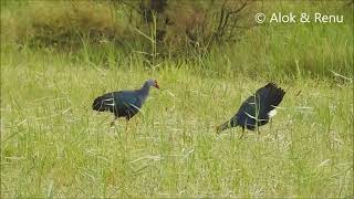 Grey headed Swamphen  territorial display Amazing Wildlife of India by Renu Tewari and Alok Tewari [upl. by Hairem150]