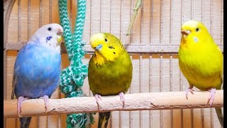 Hot footages of my lovely parakeets chirping 3 Hr handsome male’s unique love songs to females [upl. by Capriola]