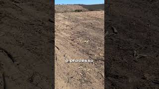 Plantando 100 Hectares de Moringa Oleífera O Superalimento que Está Mudando Vidas [upl. by Yblok]