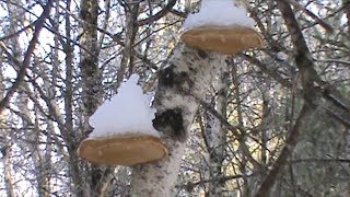 The Medicinal Birch Polypore [upl. by Sabina]