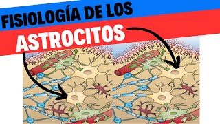 Fisiología de los astrocitos Neurociencias 5 [upl. by Nivlad]