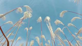 Reed flowers bloom at Hangzhou Bay [upl. by Normi]