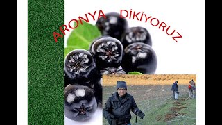 ARONYA FİDANI DİKİMİ [upl. by Elisha]