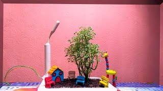 Variegated Aralia As Bonsai  Bonsai For Beginners  Aralia Plant with DIY Items [upl. by Anyrb134]