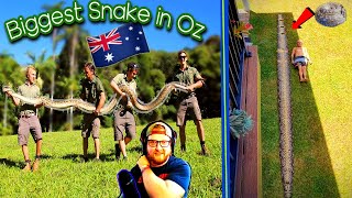 American Reacts to Australias Biggest Snake  Scrub Python [upl. by Soma]