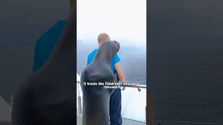 This little sea lion has become the joy of the small fishing villageshortvideo animals shorts [upl. by Peednam]