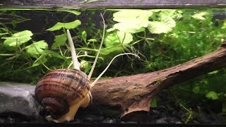 The Strange And Beautiful Mystery Snail [upl. by Roswell]