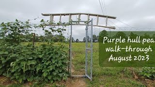 Growing Purple Hull Peas in Arkansas [upl. by Shamus]