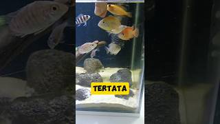 Gak sia2 ngelatih anak ikan iniamati lihati nikmati subscribe iiiiiii [upl. by Priest]