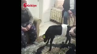 Ankara’da çiftçi kadın veterinerin quotYaşama şansı yokquot dediği erken doğan buzağıya özenle bakıyor [upl. by Innavoj419]