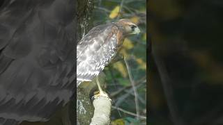 So Close no matter How Far RedShouldered Hawk shorts redshoulderedhawk [upl. by Llevert]