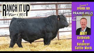 This Is Why Gelbvieh Balancer amp Red Angus Cattle Work [upl. by Angie]