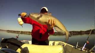 Trolling For Catfish On Lake Wateree In November [upl. by Nerral206]