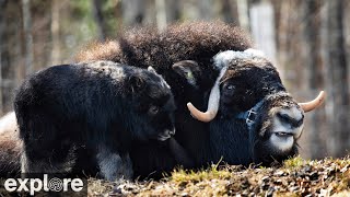 Musk Ox Camera at the University of Alaska Fairbanks powered by EXPLOREorg [upl. by Kalina388]