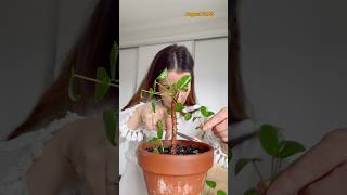 How to propagate a Pilea plant Did you know you can root a Pilea Peperomioides plant hydroplant [upl. by Eisaj]