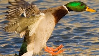 Duck Sounds  Curious ducks talking [upl. by Assirem983]