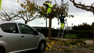 Taille dun murierplatane en time lapse [upl. by Anderegg]